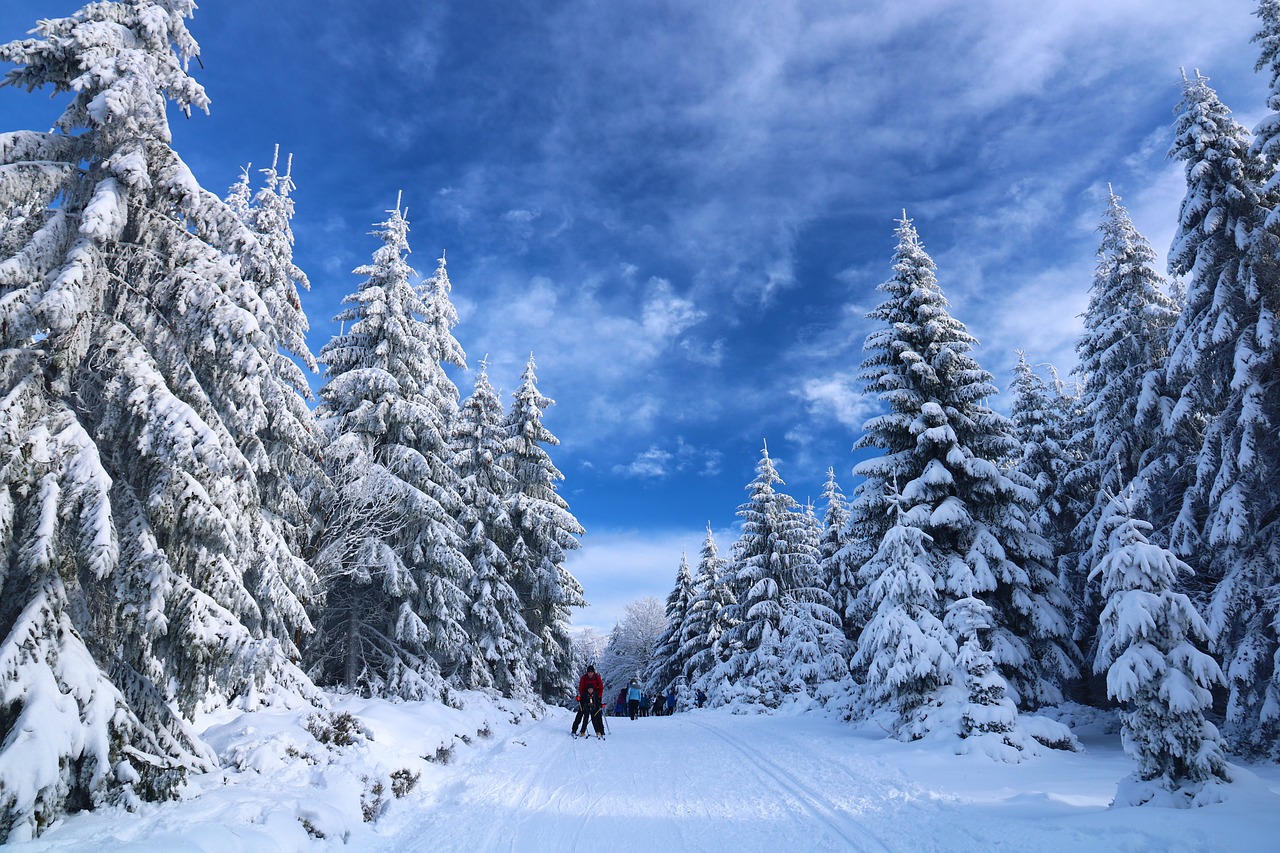 skiing, snow, trees, path, winter, people, tourists, leisure, recreation, activity, winter landscape, snowy, cross-country skiing, winter sports, cold, landscape, nature, skiing, skiing, skiing, skiing, skiing, snow, winter, winter, nature